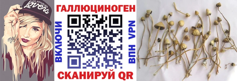 Купить где  Саянск  Псилоцибиновые грибы мицелий 